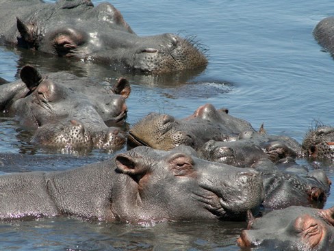 Hippos wallowing in a river in Mozambique (Photo by Frank Burd)