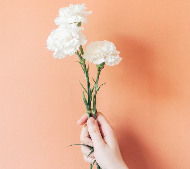 White Carnations